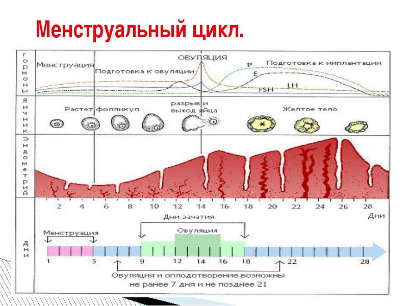 узи матки на какой день цикла делать